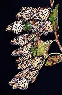 Mariposas Monarca en sus santuarios de Mxico