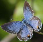 Mariposa Azul de Florida