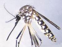 El mosquito Aedes aegypti