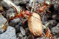 Hormigas esclavistas llevando una crisálida