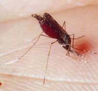 Mosquito del género Anopheles alimentándose de sangre