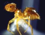 Hormiga del género Brachymyrmex