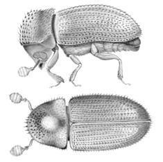 El coleóptero plaga Hypothenemus hampei