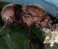 La hormiga reina Atta laevigata