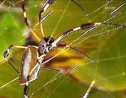 Araña del género Nephila en su tela
