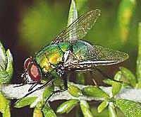Mosca del estircol (Lucilia cuprina o Sheep blowfly)