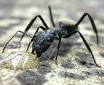 Hormiga del gnero Camponotus