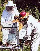 Trajes especiales de apicultor