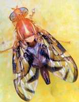 Ceratitis capitata, mosca del  Mediterrneo