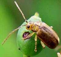 Pyrrhalta viburni, escarabajo de las hojas de viburnum
