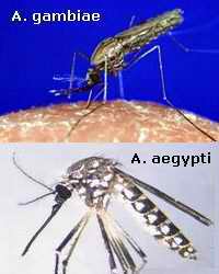 Los mosquitos estudiados
