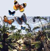 Selva de Mariposas