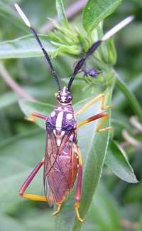 Insecto del Orden Hemiptera