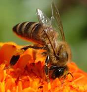 Inofensiva abeja