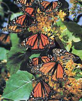 Mariposas Monarca reposando en sus santuarios (foto: www.zermeno.com)