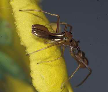 Mymarachne-hormiga