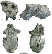 Cráneo del Sahelanthropus tchadensis. (Imagen: Nature)