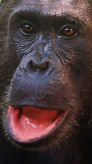 Los chimpancés carecen del control fino de los movimientos de su boca. (Foto: GettyImages)