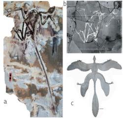 PIQUE PARA AMPLIAR - Microraptor gui. a) Esqueleto del Microraptor gui; b) Una tomografía computada; c) Reconstrucción del M.gui. (Imágenes: Nature).