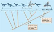 PULSE PARA AMPLIAR - Infografía sobre la evolución de las aves. (Fuente: Nature)