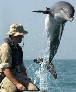 Uno de los delfines cuello de botella asignados a la detección de minas. Se llama K-Dog. (Foto: Reuters)