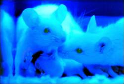 Ratones fluorescentes (AFP/Sam Yeh).