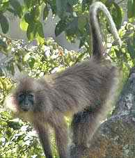 Imagen de uno de los 'nuevos' primates. (Foto: Tim
Davenport/WCS)