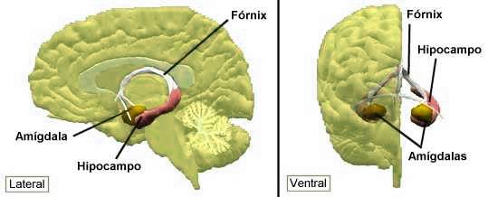 Resultado de imagen de amígdala del cerebro humano