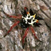 Araña de la familia Araneae