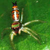 Araña de la familia Salticidae