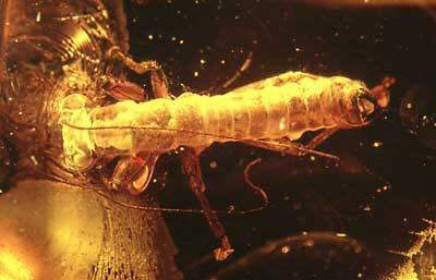 Raptophasma kerneggeri Zompro, 2001, en ámbar Báltico, el representante más antiguo del nuevo orden de insectos Mantophasmatodea