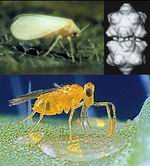 La "mosca blanca" (homóptero), un virus de los que transmite y la avispa enemiga,
Eretmocerus mundus
