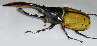 Escarabajo Dynastes hercules