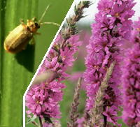 El insecto y la planta