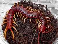 Scolopendra