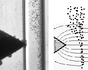 El ferromagneto en forma de cuña sobre la izquierda, concentrará las líneas del campo magnético mostradas a la derecha. Los granos de almidón sedimentando en un tubo angosto de 0,3 mm de espesor son repelidos por el campo magnético de amplio gradiente. (Imagen: Oleg Kuznetsov, Universidad de Louisiana en Lafayette)