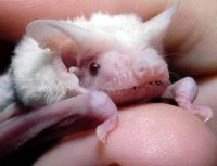 Micromurciélago albino