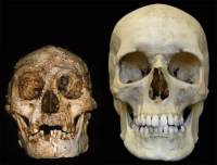 Comparación de cráneos: Homo floresiensis vs Homo sapiens.