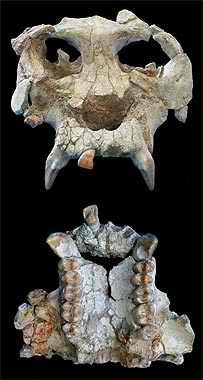 Pierolapithecus catalaunicus