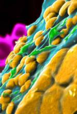 Zona en construcción: Las células sanguíneas de la ostra (verde) aportan materiales hacia la zona de formación del caparazón.
(Foto: Science)