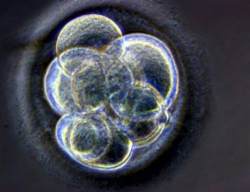 Embrión de tres días, clonado por los científicos británicos.
(EFE)