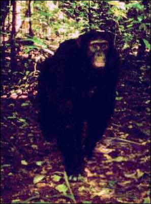 Chimpancé fotografiado en Bili